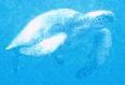 Green\_Turtle04.jpg